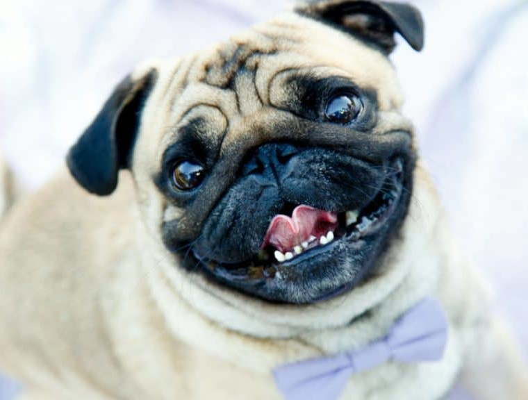 dental disease pug