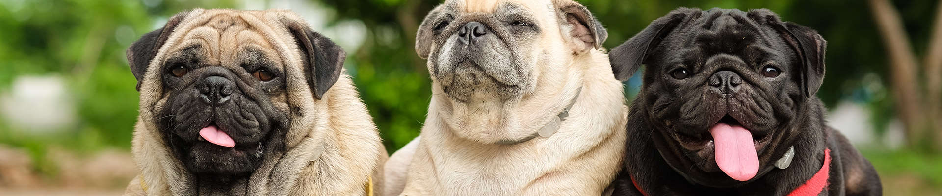 three cute pugs