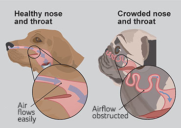 respiratory disease pug